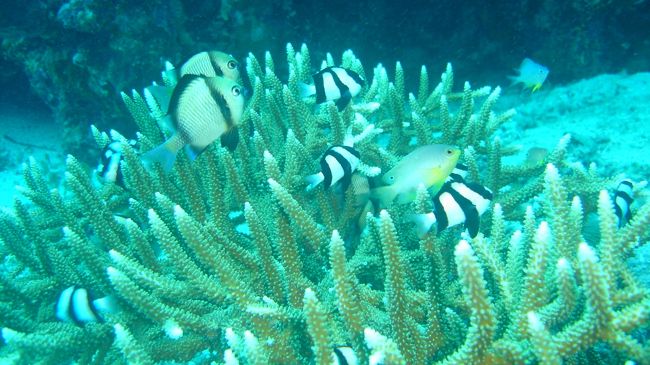 ミスジリュウキュウスズメダイ