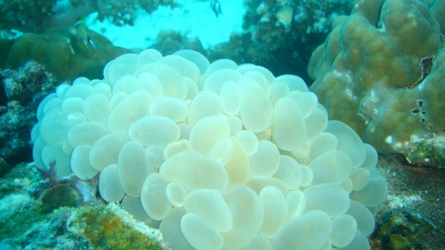 これは何ですか？<br />ご存知の方いらっしゃいましたら教えてください。