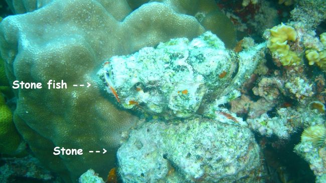 Stone Fish　だそうです<br />おこぜかな？