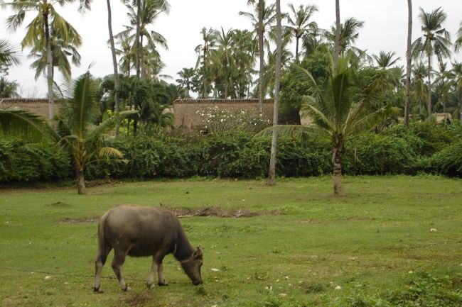 ホテルに戻ったら雨が上がっていたのでリゾート内を散策しました。<br />プルクラはある日本人の個人所有で経営形態は現地にお任せのようです。<br />就業率の良くないセブで大いに雇用に貢献していると思います。<br />季節的かもわかりませんがゲストよりスタッフの方が断然多い。<br />すれ違うたびに挨拶をしてくれるのは良いのですが、少々面倒になってきます。<br /><br />オーガニックを謳っているだけに、野菜畑があって耕すのも機械ではなく牛だそうです。