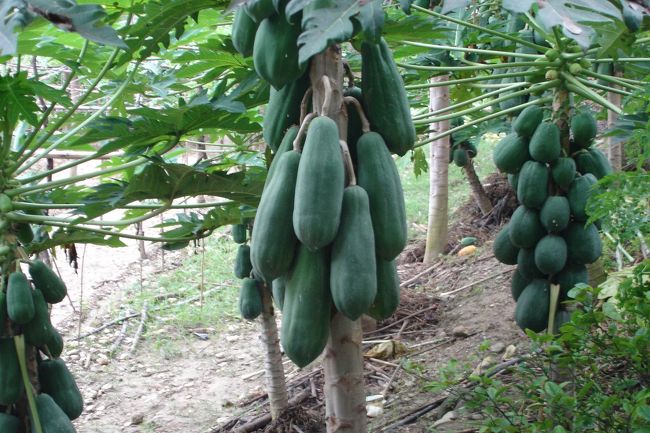 パパイヤサラダに使う「青いパパイヤ」<br />トラン・アン・ユン監督の映画の中で、これを手に持って包丁でトントントンと細く筋目を入れていくのを思い出しました。