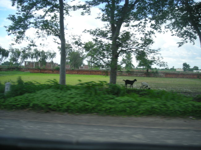 サルナートの後は、博物館で仏教やヒンドゥー教の仏像を見て、帰路につきました。<br />ここは長閑な町でした。