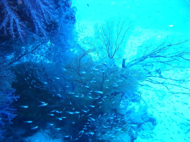 さてさて翌朝、、、曇天・・・↓↓↓<br />高波の中、ようやくシミランに到着したものの、予定より1時間遅れで１本目潜ります。<br />＠シミランMORNINNG GLORY<br /><br />海の中はなかなかいいじゃん♪透明度もさすがです！<br /><br /><br /><br />