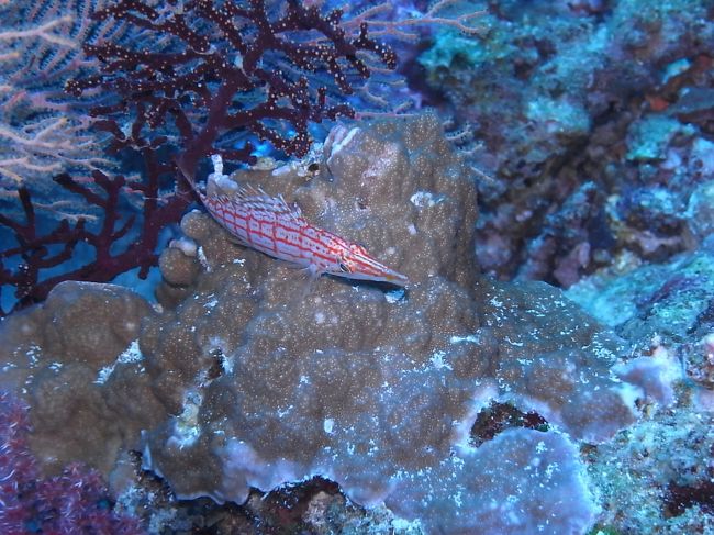 クダゴンベもよく肥えてるし。