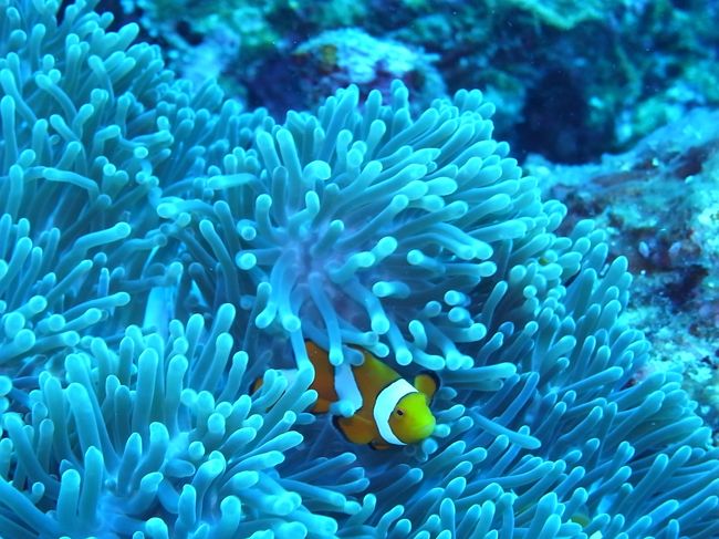 ニモもかわいい〜。