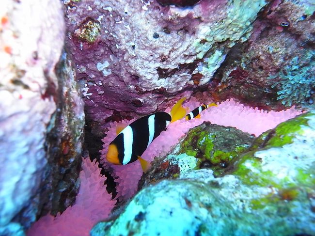 ピンクのイソギンチャク、ほんとかわいすぎるんですけど！