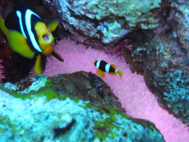 なんでこんなキレイな色になるんだろう。<br />のぞきこんでると威嚇されました。ごめん、ごめん。