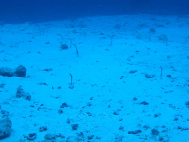 砂地にはガーデンイールがにょきにょき。