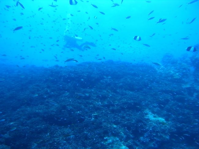 ブラックピラミッドバタフライフィッシュもうようよしてました。<br /><br />これで天気がよければもっと気持ちいいのに〜