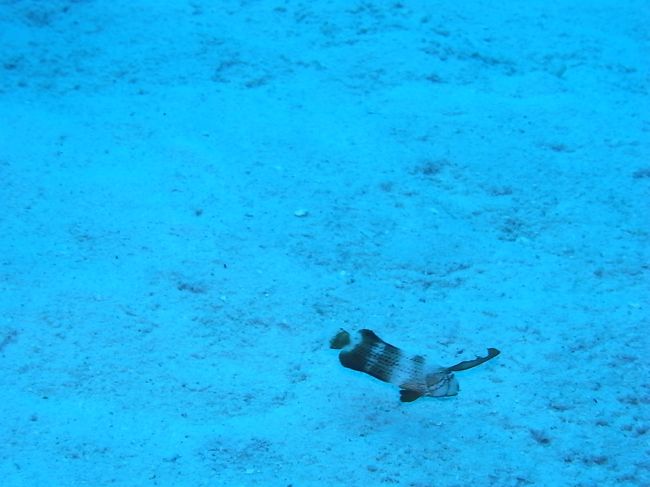 ホシテンスの幼魚がひらひら。