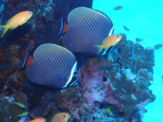 ３本目＠シミランWEST OF EDEN<br /><br />私の大好きなコラーレバタフライフィッシュはどこ潜ってもいますよ。<br />写真にもとりやすいし、情けないまゆげとか、ほんとに愛着がわく〜。