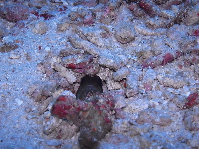 ジョーくん発見。