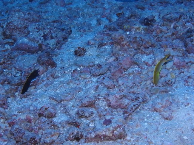 ハナヒゲウツボ、なにげに初めてお目にかかりました。ちょっと嬉しい♪<br />黒いのは子供だそうです。<br />成長すると青（オス）になって、さらに成長すると黄色（メス）になるそうです。<br />最初はみんなオス（青）だけど、その中からある日突然メス（黄）に性転換するやつがでてくるってことだそうですが、不思議な生態だなぁ。<br />じゃぁ、今回のは左が子供で、右がお母さん？親子かなぁ？