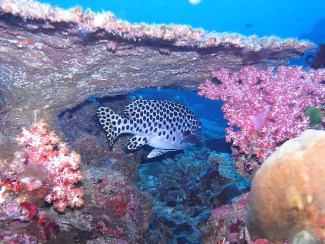 続いて紹介されたのが、アンダマンスイートリップスっていうシミランでしか見られない貴重なおさかなさん。<br />ムスジコショウダイとチョウチョウコウショウダイのハイブリットだそうです。<br />黄色いしっぽと全体のドット模様がキュート！<br />