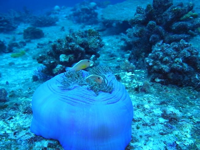 セジロクマノミちゃん。<br />こういうイソギンチャク、おうちっぽくって好き。<br />しかもパステルカラーでいろんな色があるからかわいいですよね♪