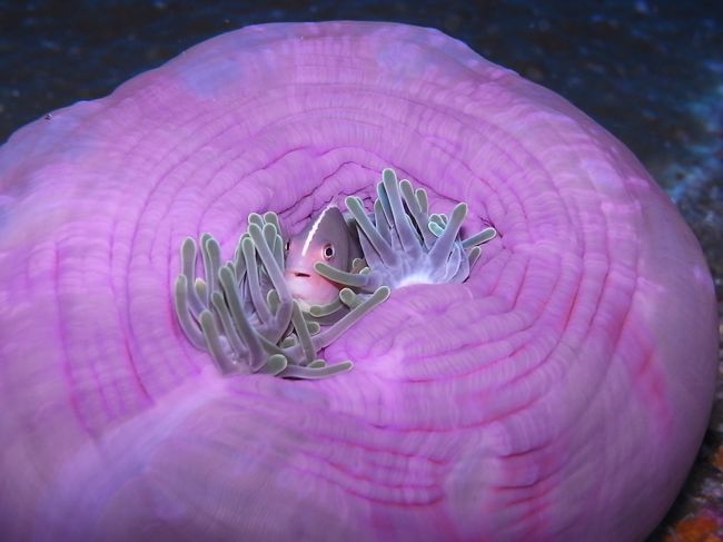 ここでもまんまるイソギンチャクハウスのセジロクマノミちゃん。<br />きれいなバイオレットカラーです。<br />いい色だねー。