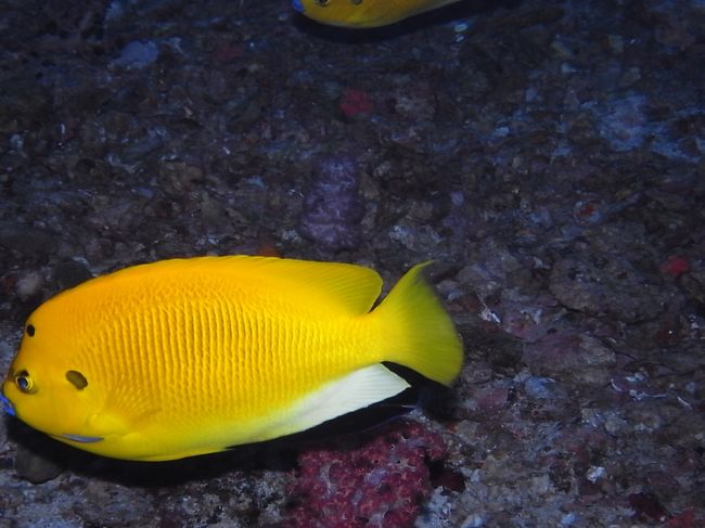 シテンヤッコの正面顔がとりたくって頑張ってみるも、難しいですね。<br />どうやってみんな、あのマロ顔を写真におさめてるんだろう？