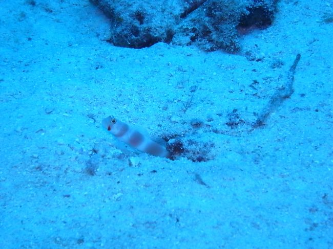 赤い涙を流してます。<br />オーロラパートナーゴビー。<br /><br />こいつももっと近寄らせてくれたらいいんだけど。限界だわ〜。