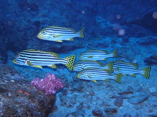 ハイブリッドしてない、普通のムスジコショウダイたち。<br />なかなかハイブリッドバージョンには会えないもんだなぁ。<br />