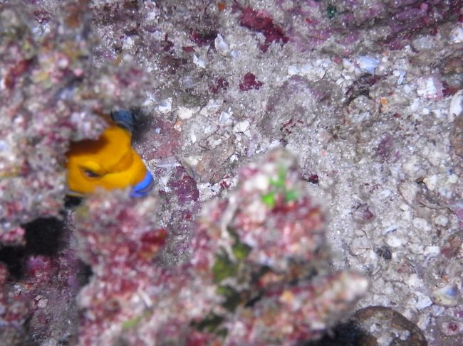 チアノーゼくちびるもピント合わず、あきらめる・・・