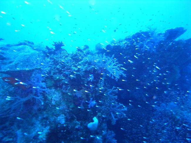 ２本目＠シミランTHREE TREES<br /><br />サンゴにスズメダイいっぱいでのーんびり。