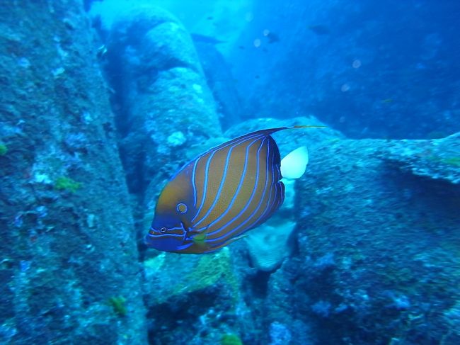 ワヌケヤッコみっけ。<br />こいつもなにげに初めて。<br />なんか、すごーい感動があるわけじゃないけど、知ってるけど海でまだ出会ってなかった魚を実際生で見ると、一個クリアしたみたいな、課題を一つずつクリアしていくみたいな満足感っていうか達成感っていうか、なんかそういうのがあります。<br />地味な喜び（笑）。