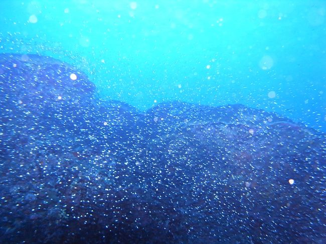 ダイビング３日目、シミランを北上しボン島までやってきました。<br />といっても、ここにきて雨まで降り始め、もはやボンから進むも戻るも一歩も動けぬ状況。リチリューに向けて北上することはもちろん、シミランに戻ることも危ぶまれる中、ボンで潜り続けるしかありません。<br />停泊していた湾の中で怒涛の４ダイブ！<br /><br />３日目１〜４本＠KOH BON WEST RIDGE周辺 <br />スカシテンジクダイがきれいなことったら。地上じゃ雨なのにすごいよね。