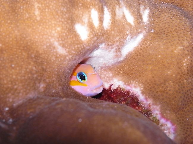 ハナダイギンポ、指を近づけるとお口をパカッと開くけど、攻撃もしなければ引っ込みもしない。<br />かわいくって面白いので、しばらくこいつと遊んでました。