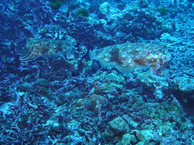 ３本目はコブシメの産卵を見たり。