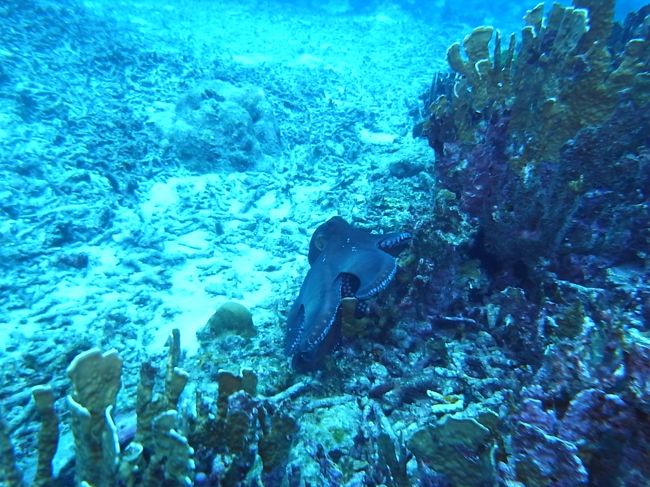 タコの追いかけっこをして、スミまみれになったり。