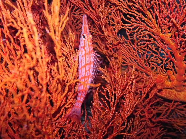 ボンばっかり潜ってても、毎回違う出会いがあるから面白い！<br /><br />みんなおもいおもいに潜ってて、なんとクダゴンベちゃんを自力で発見♪<br />いつもガイドの人がみつけてくれたのを、ここにいるよって言われて見るってパターンですけど、自分で発見するとこんなに感動するもんだとは！<br /><br />我が子って感じでいとおしくなっちゃいます。