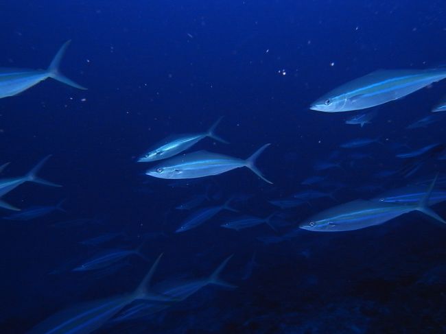 大物三昧って感じではなかったですけど、たまにイソマグロがひゅーっと通り過ぎたり、ツムブリが群れをなして行進してたりありましたよ。