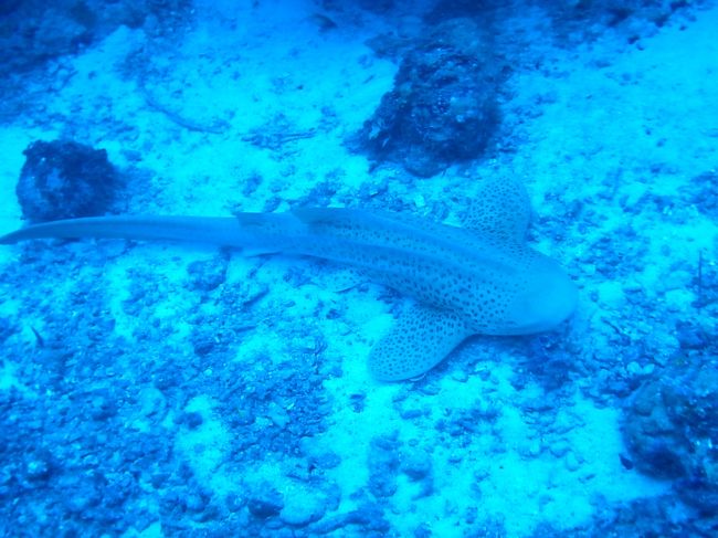 でも何より嬉しかったのは、こいつに出会えたこと！<br />レオパードシャーク〜〜〜♪♪♪<br /><br />お初です（嬉）<br />サメのくせになんでこんなにかわいいんだ！？