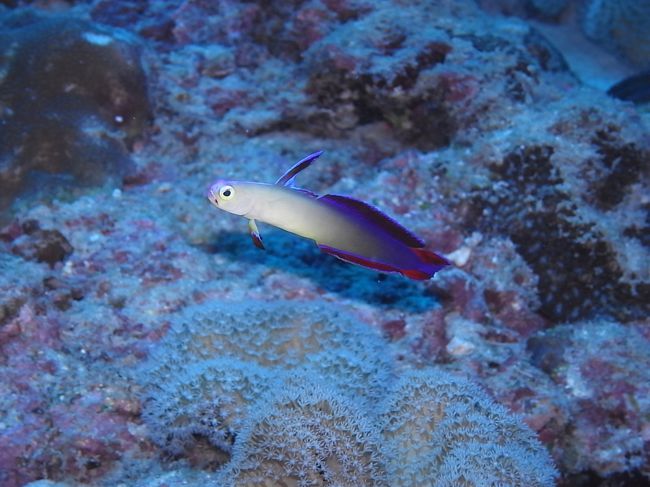 アケボノハゼＧＥＴ〜。<br />しかも写真がピント合って撮れてすごい嬉しい。