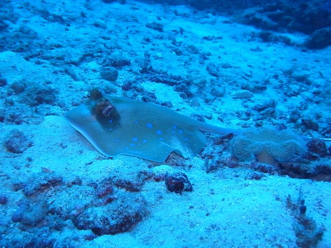 ヤッコエイもおりました。