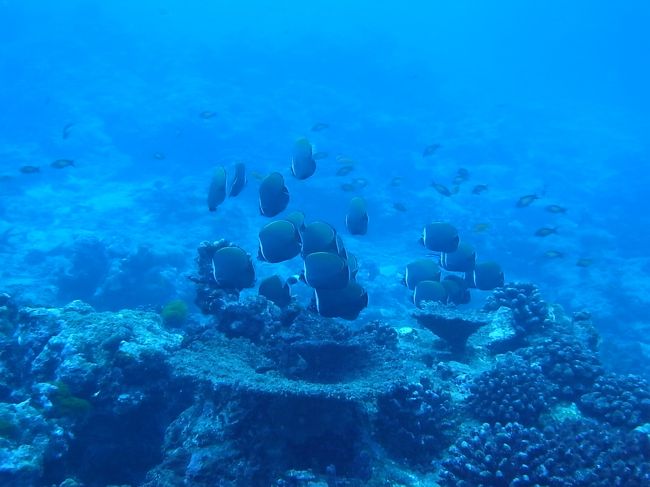 ４日目１本目＠シミランTURTLE ROCK<br /><br />コラーレが玉んこになってます。