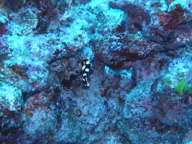 ムスジコショウダイと思われる幼魚が、おしりをフリフリしててかわいらしい。<br />なんであんなにフリフリするんでしょう？？？<br />あんなにお尻ふってたら、目立ってしょうがないと思うんだけど・・・<br />