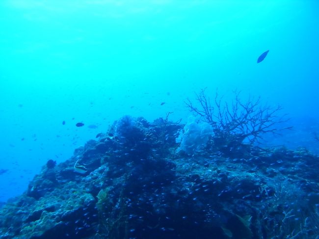 最終ダイブも無事終えて、改めてシミランって魅力ある海だなぁとしみじみ思ってみたり。<br />何がって言われると、困るんだけど、なんか色々惹きつけられるんですよね。<br /><br />うまく説明できないのがもどかしいけど、とにかく次はリチリューに行きたいからまた来たい。