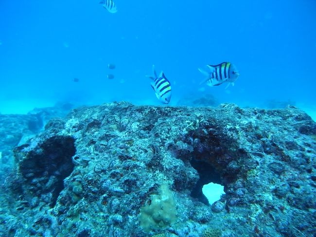 ポイントはラチャヤイ・バンガローベイにて午前、午後1本ずつの計２本。<br /><br />ラチャはパトン滞在後、この旅の〆に滞在する島。<br />泊まる予定のリゾートを見渡す湾内でのダイビングでしたが、ダイビングでは上陸なし。数日後に来るのが俄然楽しみになってきた〜↑↑