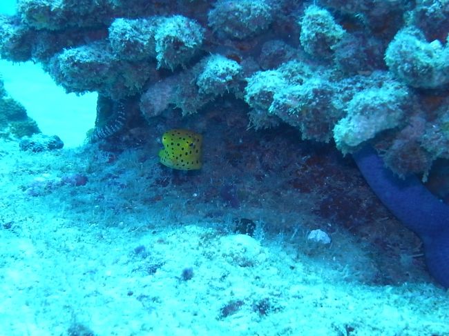 サンゴの陰に引っ込んっじゃってなかなか出てきてくれなかったけど、ミナミハコフグの幼魚ちゃんもいました。