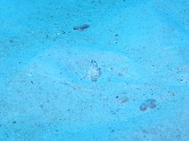 頭だけにょきって出してるのは、ダイナンウミヘビっていうらしいです。<br />