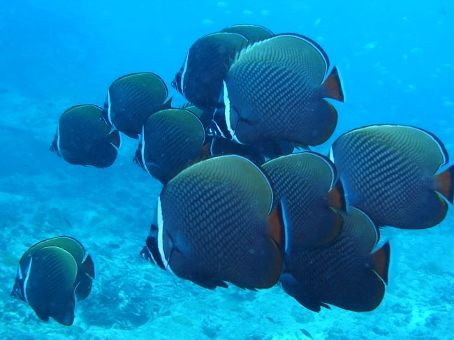 とにかく、コラーレがチョーいっぱい。<br />私的には、この子達を眺めてるだけで、かなり楽しい♪