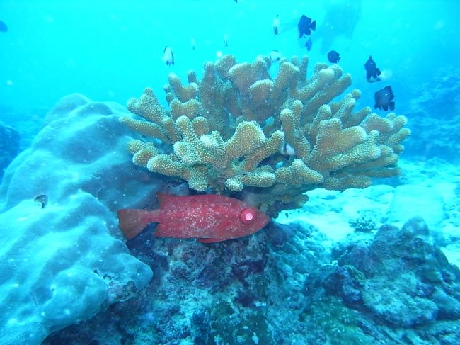 まったり海をお散歩しました。<br />友達と一緒に潜れたのは嬉しかったなぁ。<br />