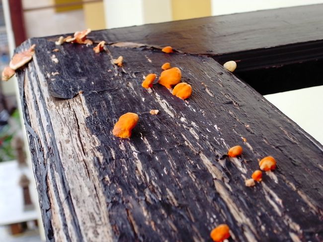 おっと、手すりにきのこが生えてるけど、これはご愛嬌ってことで。