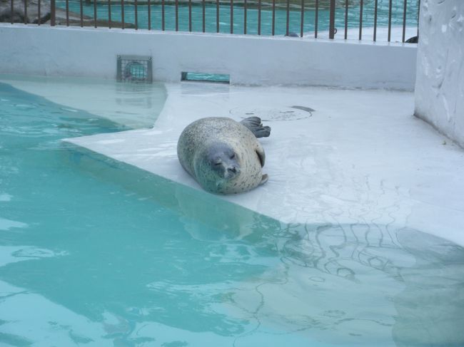 ああ、アザラシも好きだ…。