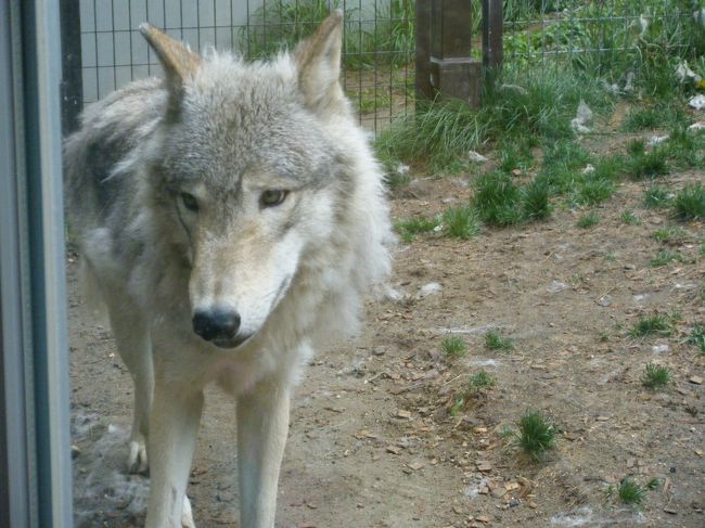 オオカミはやっぱ、イヌ科なんだなあ…。ちょっと大きめの犬って感じで、ふつうにカワイイから見とれてしまった。