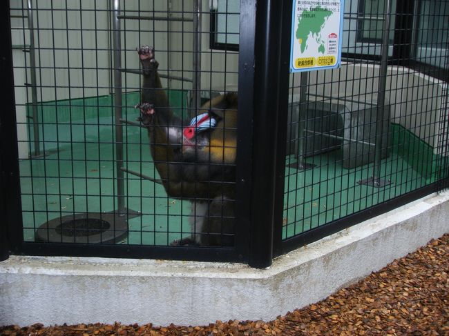 サルの仲間を順番に見ていたら、ものすごくカラフルな顔したマンドリルというのがいた。