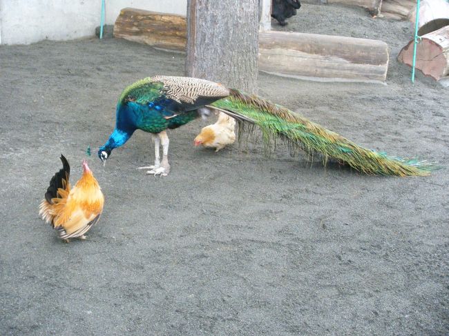 なんだか小学校の飼育小屋を思い出してしまった。