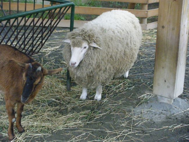 もさもさヒツジ。