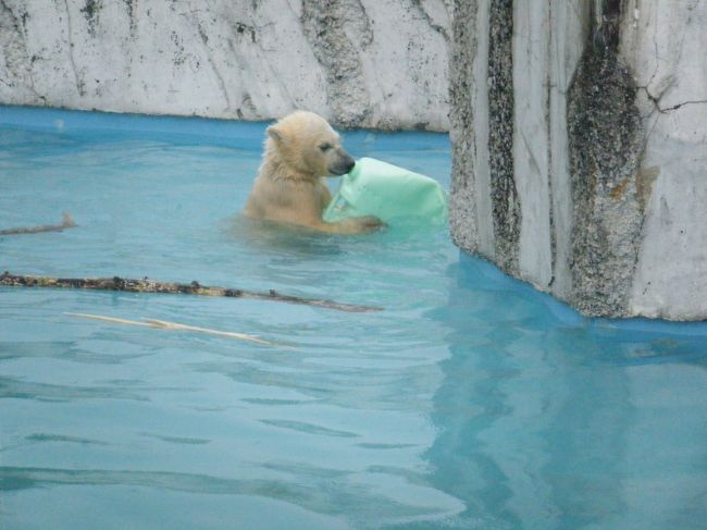 熊館へ近づくと最初に来たときより人が多い。近づくと、双子の一頭がスイミング中。プールに浮かんでるポリタンクで楽しく遊んでいた。